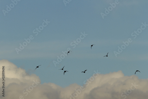 Wallpaper Mural birds Torontodigital.ca