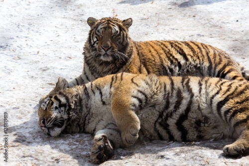 Couple of tigers laying down on the snow in Harbin  China. 