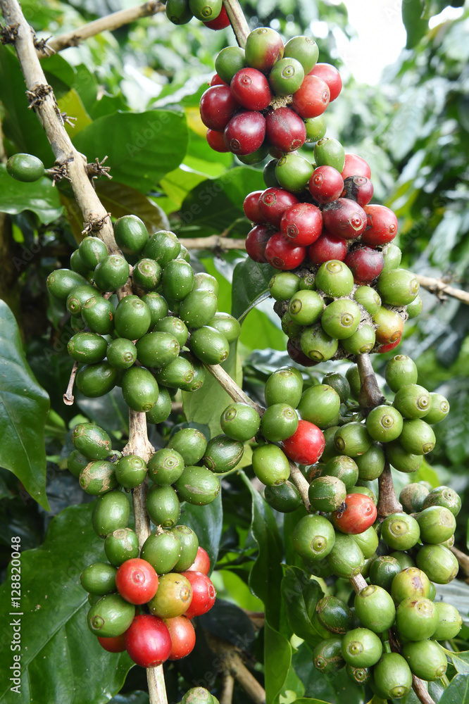 Coffee beans ripening on a tree. Coffee beans ripening on a tree.