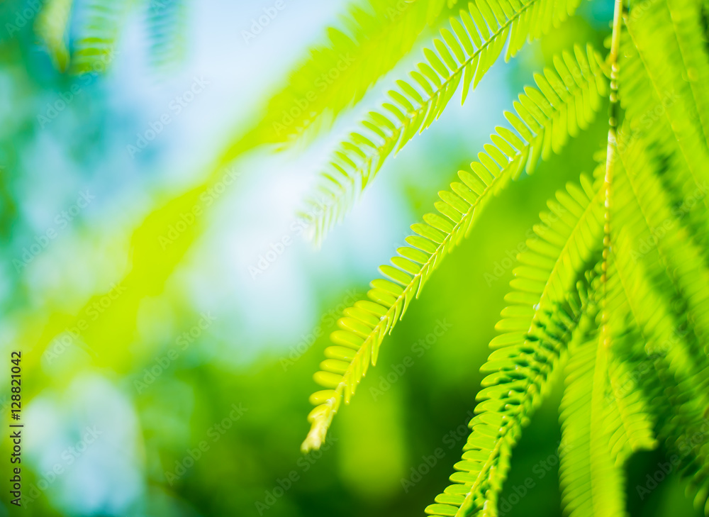 Green leaf background blur focus