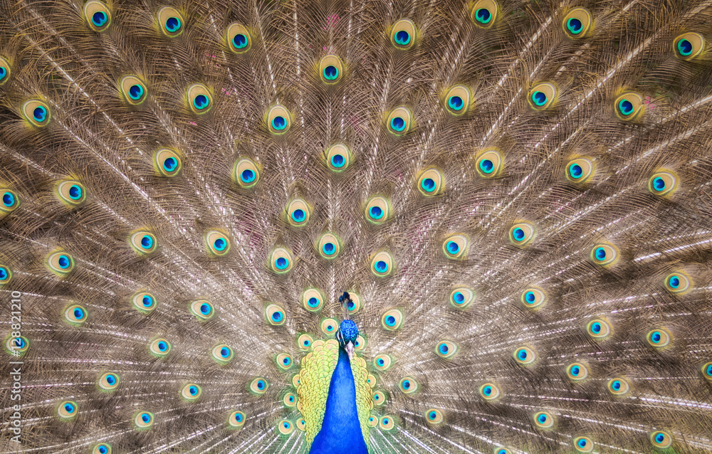 Obraz premium Show Off