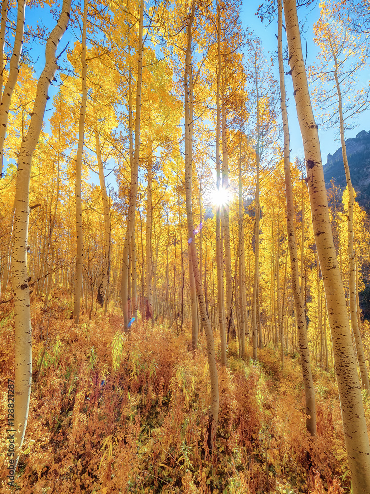 Fototapeta premium Aspen Forest in Autumn