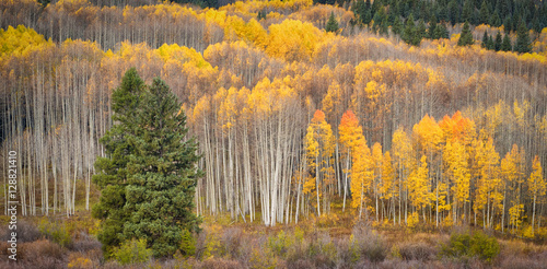 Aspens and Pines in Autumn