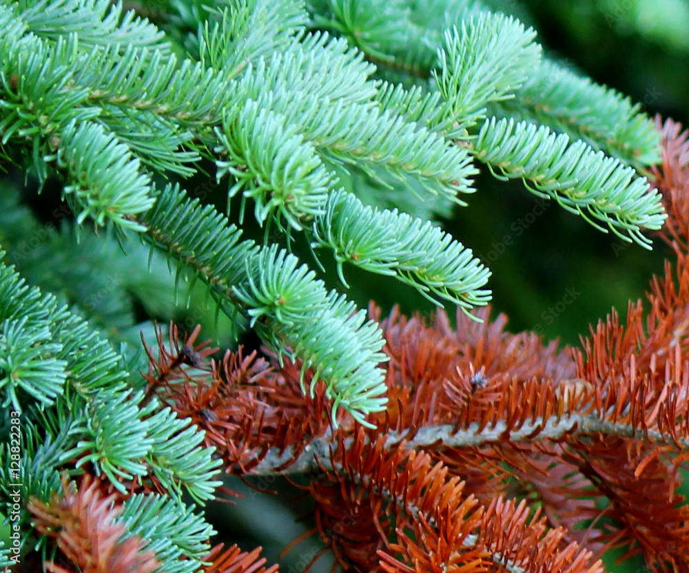 Fir branches green and red close up Fir branches green and red close up