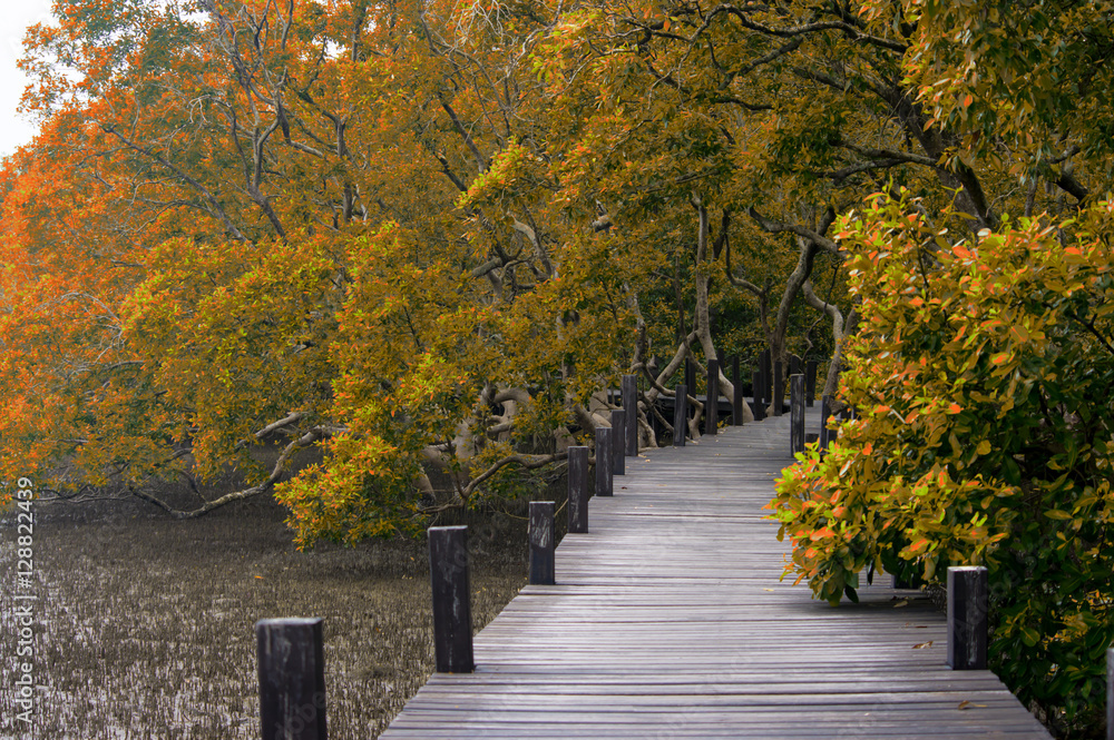 wooden bridge into the autumn forest