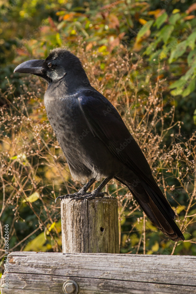 Fototapeta premium カラス