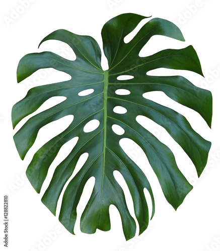 Monstera large green leaf, tropical jungle design, Swiss Cheese Plant, isolated on white background