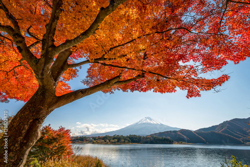 Mount Fuji with beautiful color maple leaves and tree at lake Kawaguchiko, Japan. photo