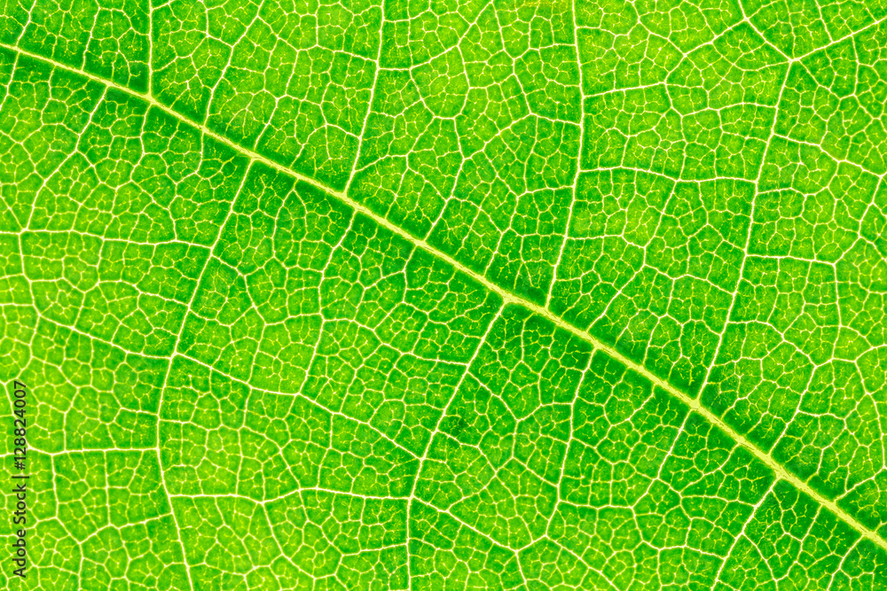 Leaf texture background for design with copy space for text or image. Leaf motifs that occurs natural. Leaf texture background for design with copy space for text or image. Leaf motifs that occurs natural.