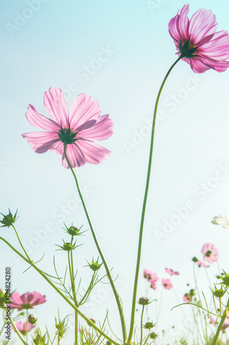 Cosmos flower pink sky background