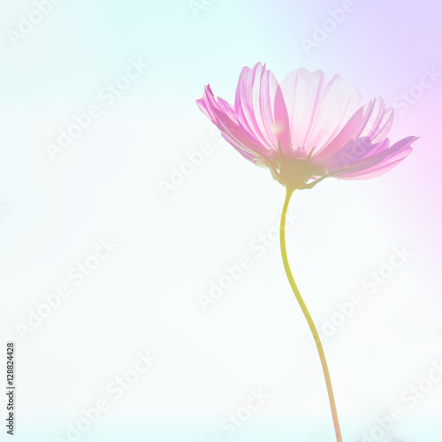 Cosmos flower pink sky background