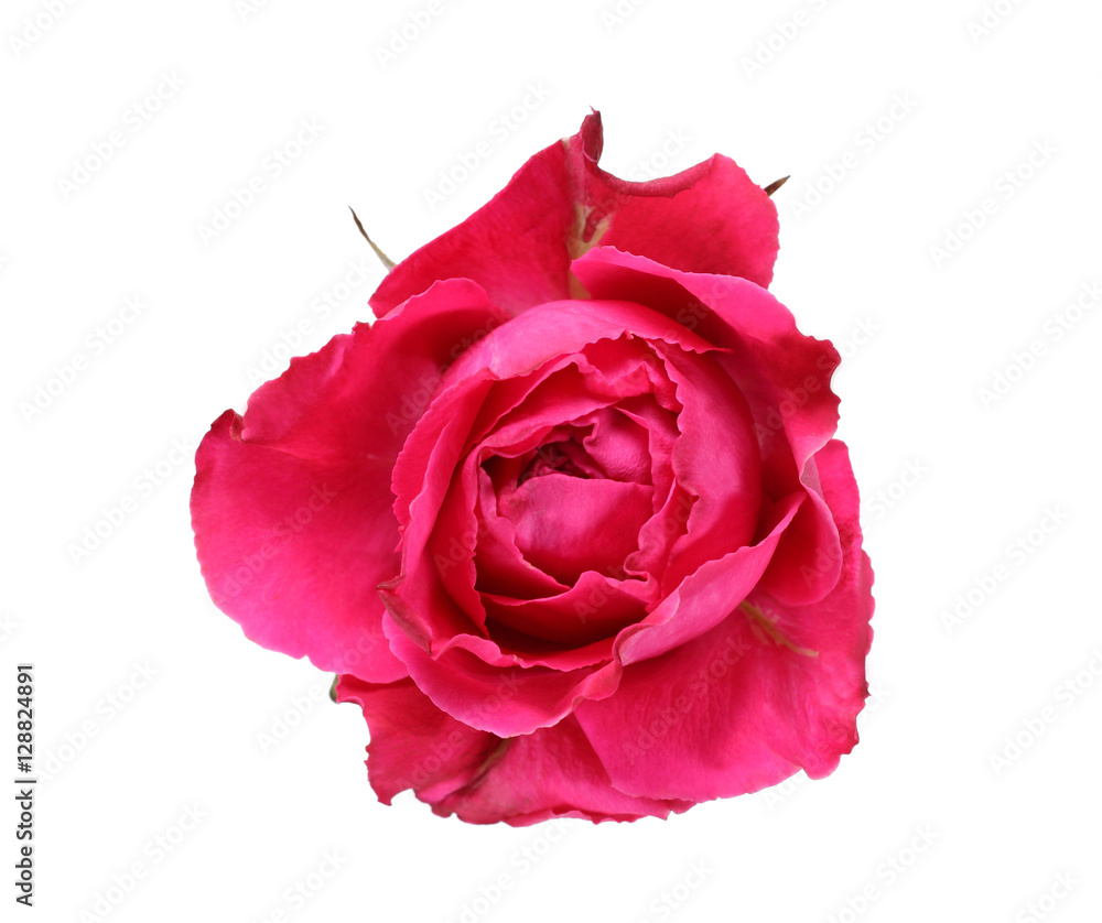 Beautiful pink rose isolated on white background Beautiful pink rose isolated on white background