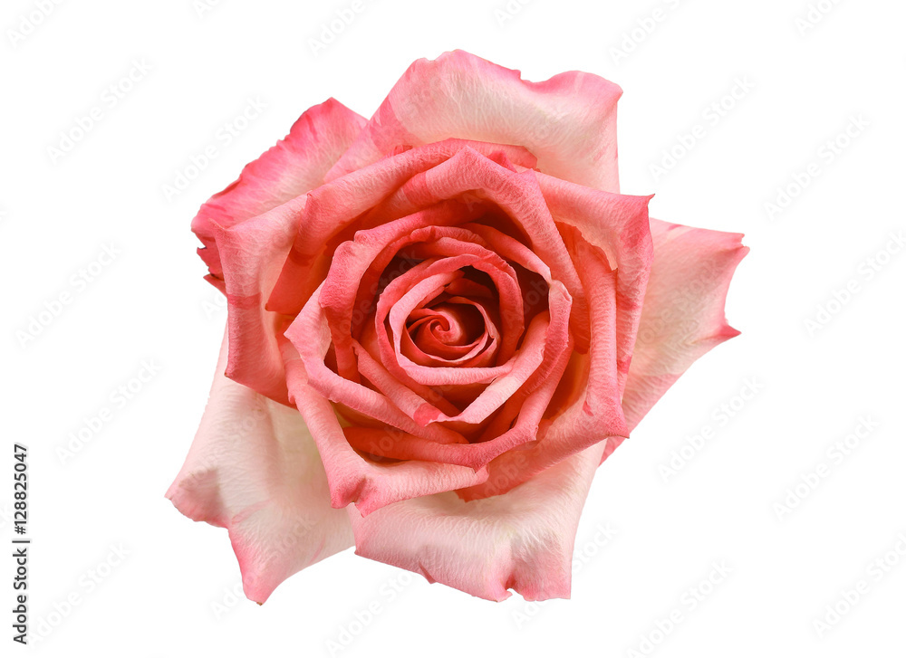 Beautiful Peach rose isolated on white background Beautiful Peach rose isolated on white background