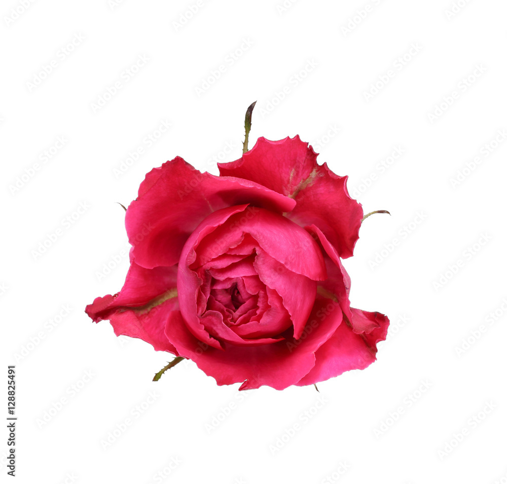 Beautiful pink rose isolated on white background Beautiful pink rose isolated on white background