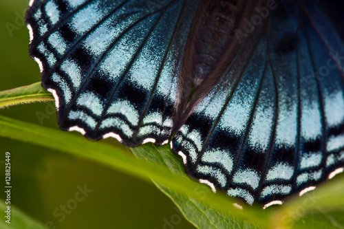 Red Spotted Purple Hindwing Detail #1