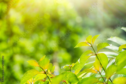 Summer branch with fresh green leaves