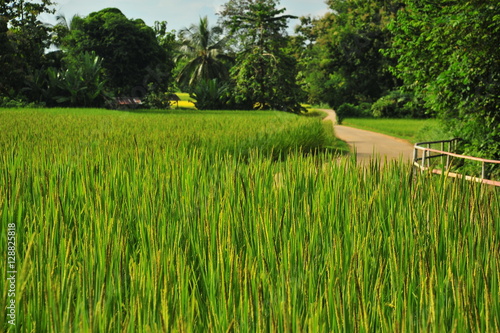 Rice Paddy Fields at Countryside