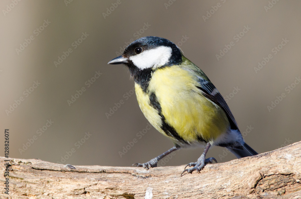 Naklejka premium Great tit (Parus major) sitting on the tree