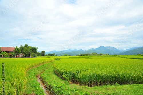 Rice Paddy Fields at Countryside