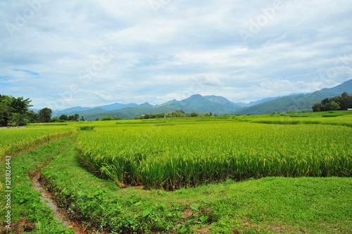 Rice Paddy Fields at Countryside