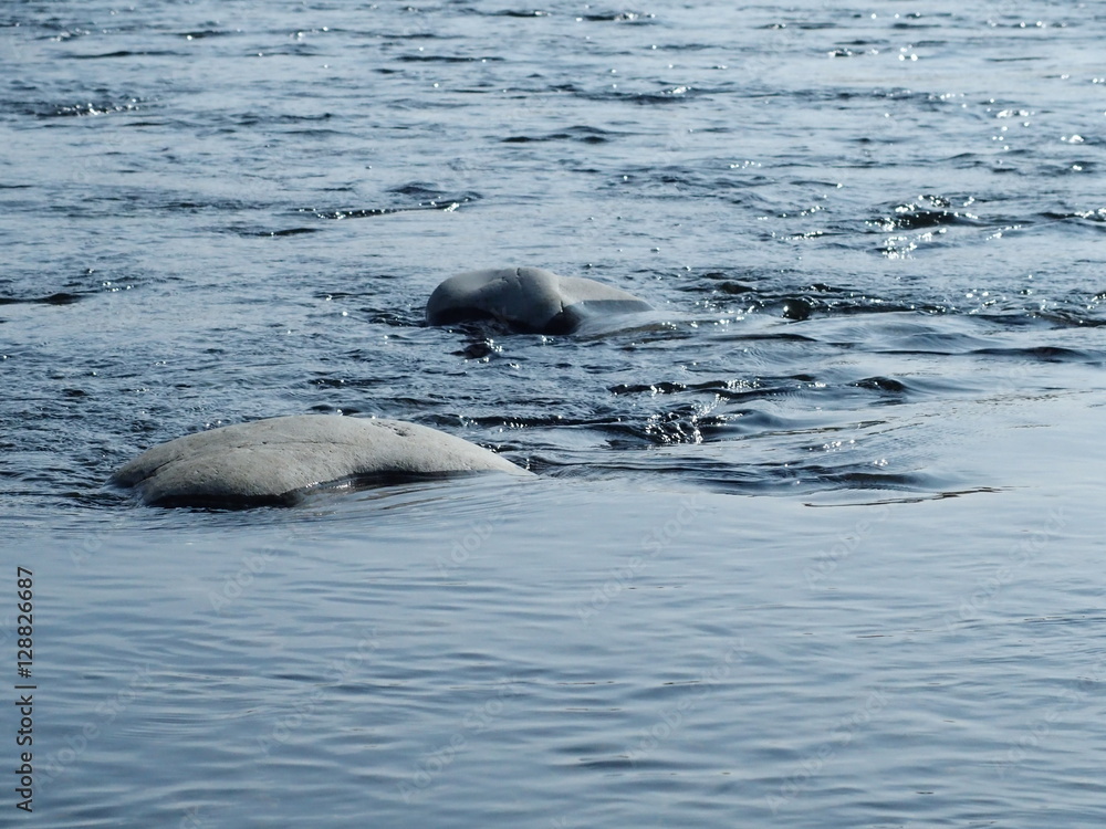 Fototapeta premium river water stream