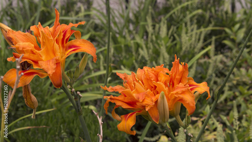 orange flowers blued background