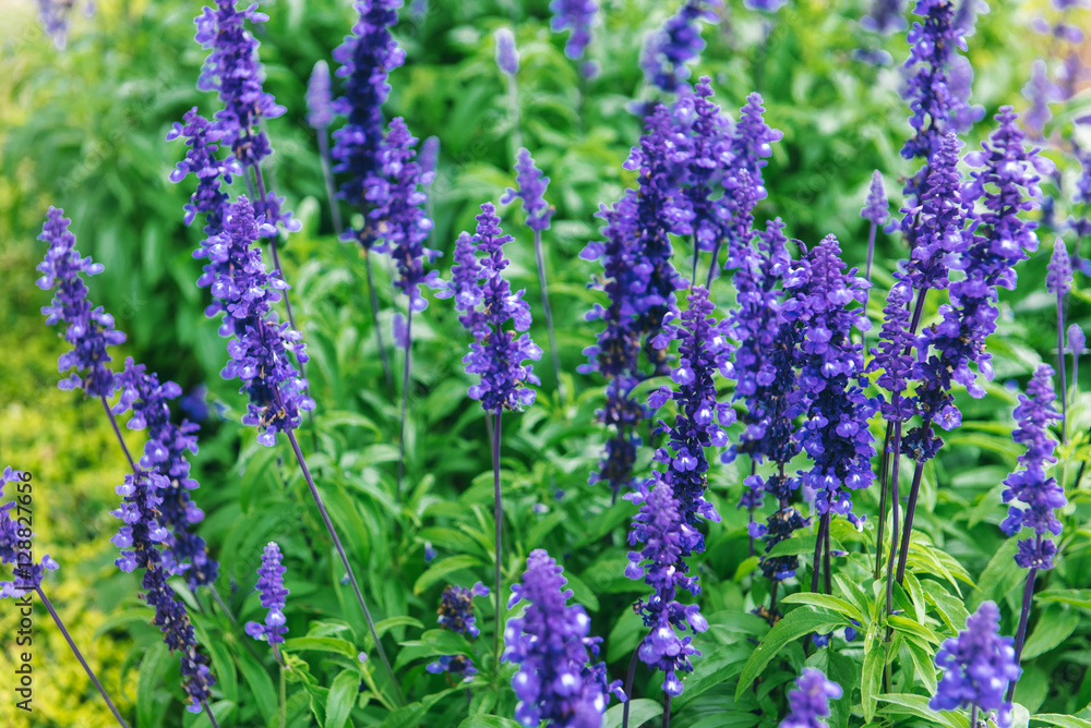 Fototapeta premium many blue flowers in the garden