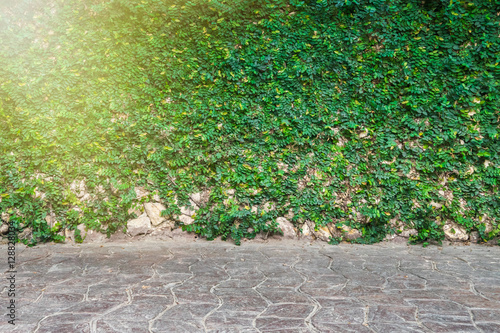 green leaves wall and brick floor and Sun light