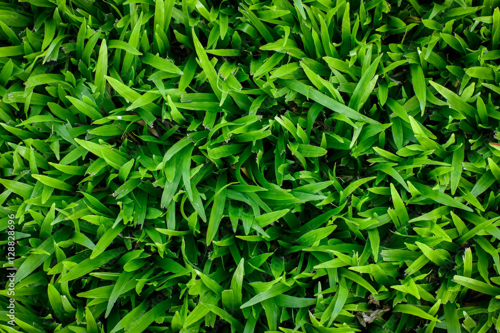 Close-up green grass background top view Close-up green grass background top view