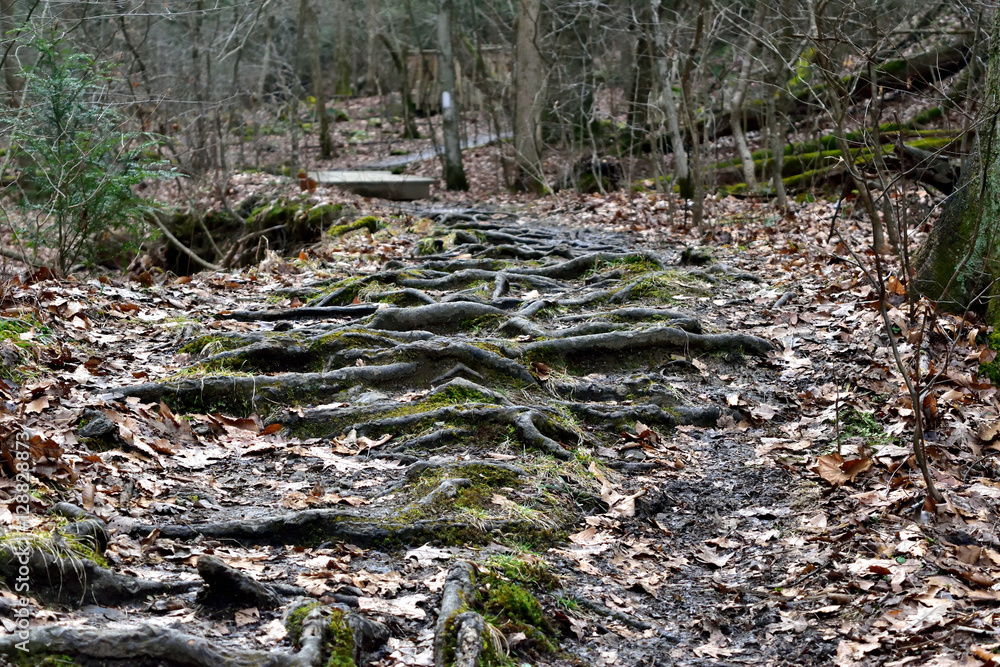 Fototapeta premium Path Of Roots