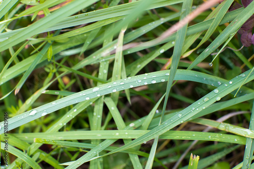Water drops (dew) on the green grass. The name of the herb sedge