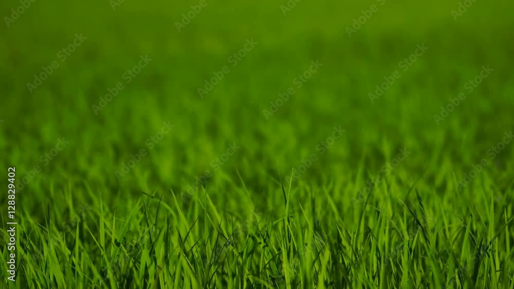 Landscape of a beautiful green field with rice stalks swaying in the wind
Landscape of a beautiful green field with rice stalks swaying in the wind