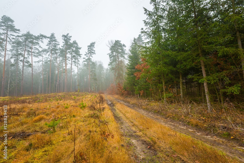 Obraz premium Beautiful autumnal forest landscap