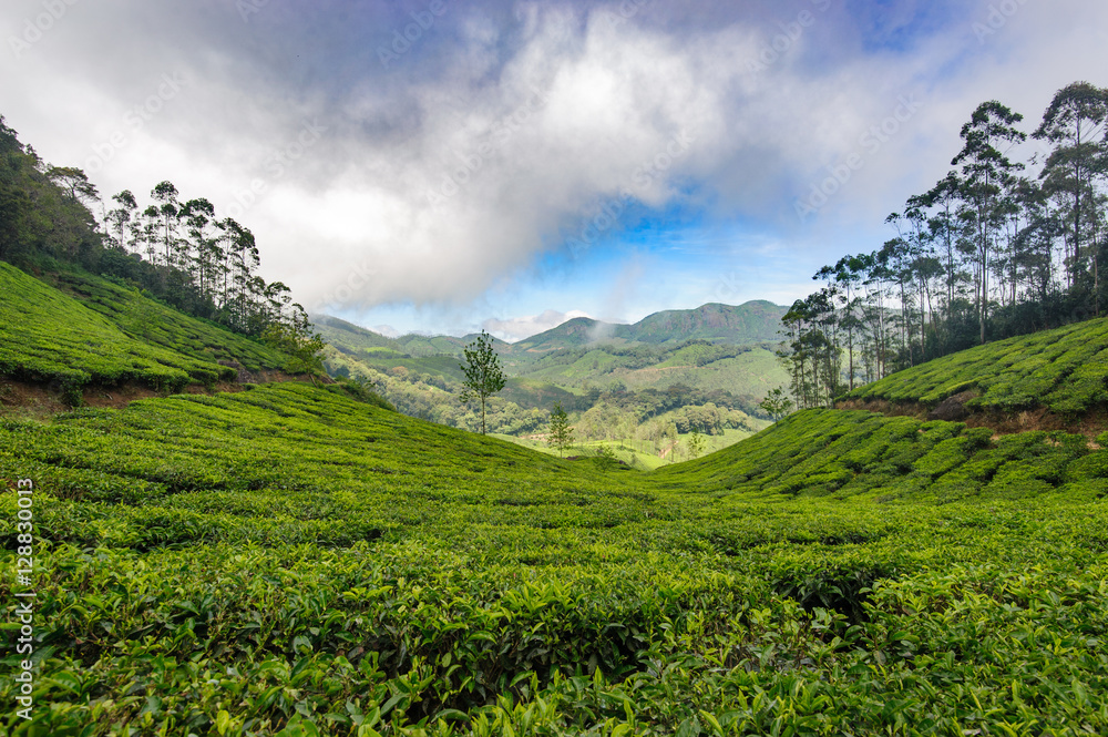 Naklejka premium Tea plantations around Munnar, tea estate hills in Kerala state, Idukki district, India