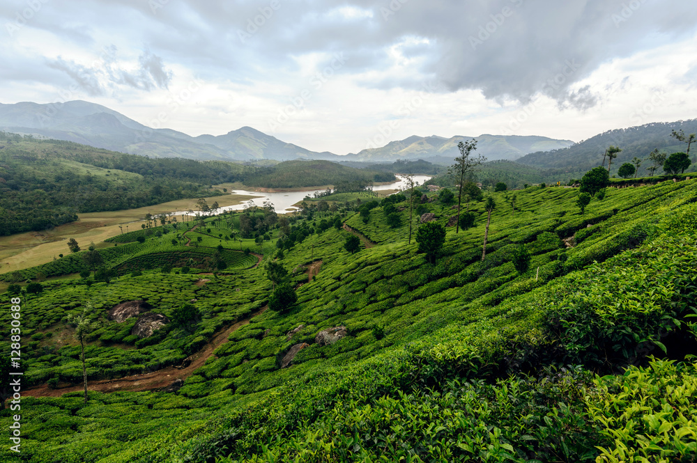 Tea plantations around Munnar, tea estate hills in Kerala state, Idukki district, India