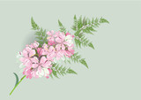 pink flowers with fern leaves  watercolor brush desing for object or   background vector illustration