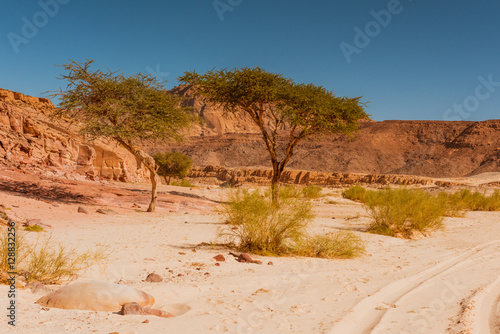 dry desert and tree sinai egypt