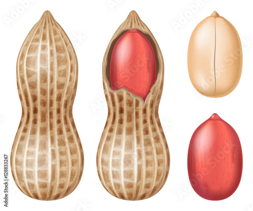 Peanut. Vector illustration.