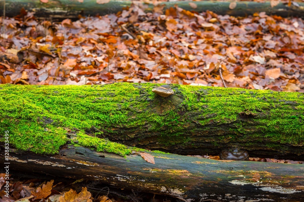 Tree hub growing on trunk Tree hub growing on trunk