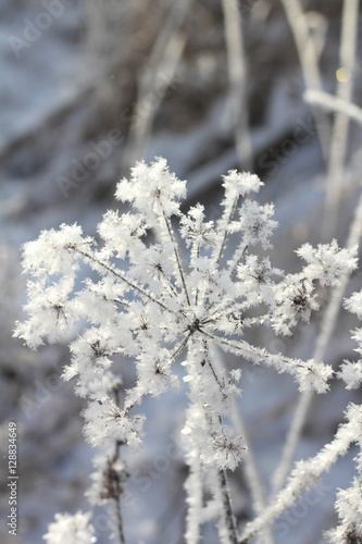 Winter. Beautiful plant with hoarfrost. Seasons © tsvetock