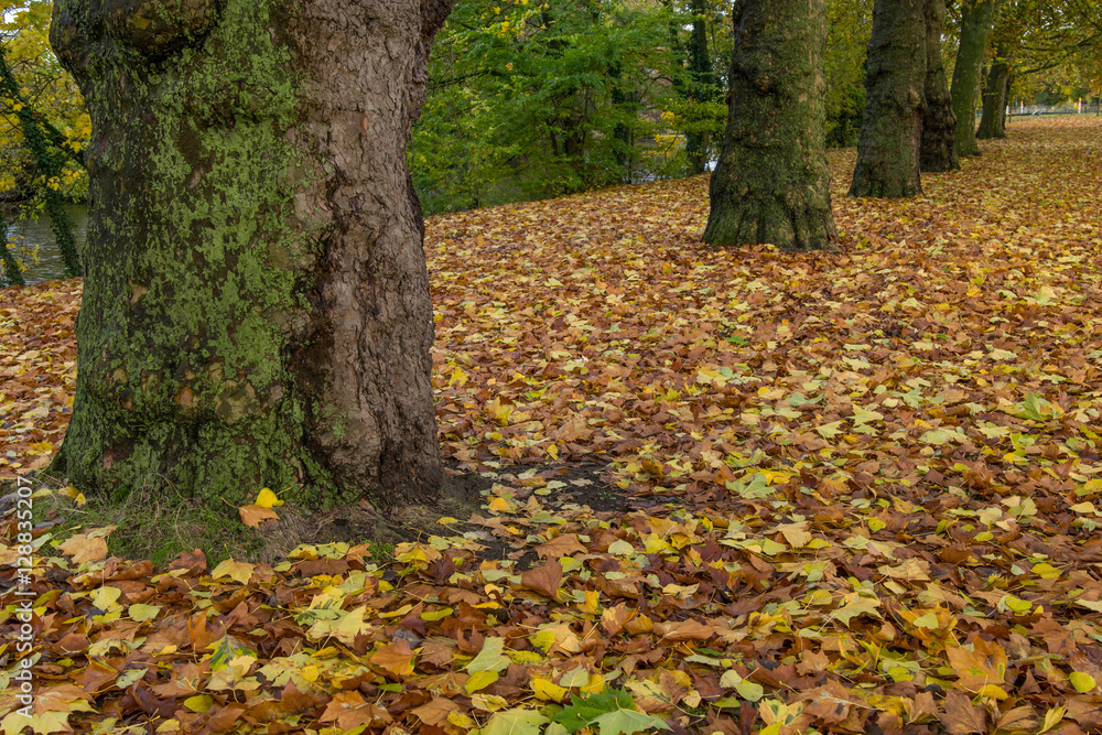 Golden autumn in Minnewater park in Bruges, Belgium Golden autumn in Minnewater park in Bruges, Belgium