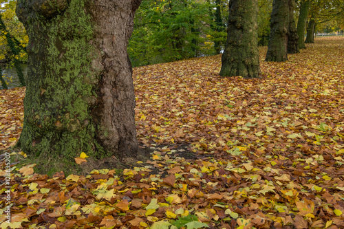 Golden autumn in Minnewater park in Bruges, Belgium