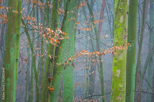 Close up of orange beech leaves on branch © milosz_g