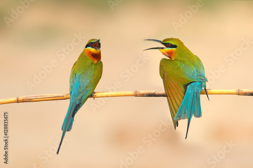 lue tailed Bee eater on a branch © tahir
