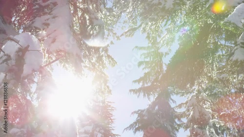Dolly left looking up into snow covered fir trees, melting in the sunshine, with ice particles dancing through the air. Focus is on the near by branches. 4k. Slow motion.