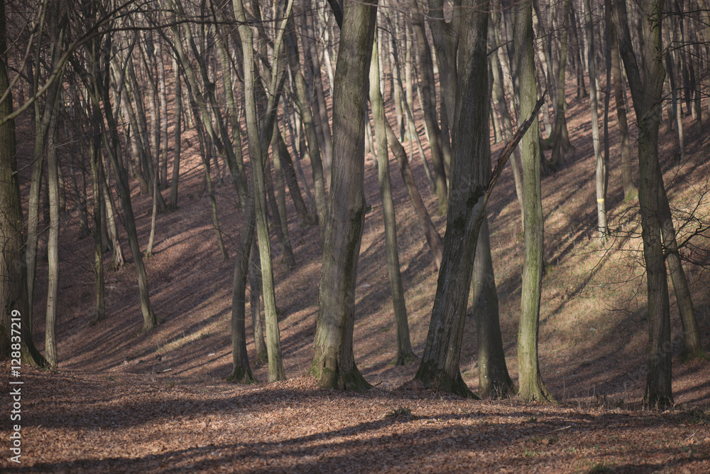 Obraz premium Forest