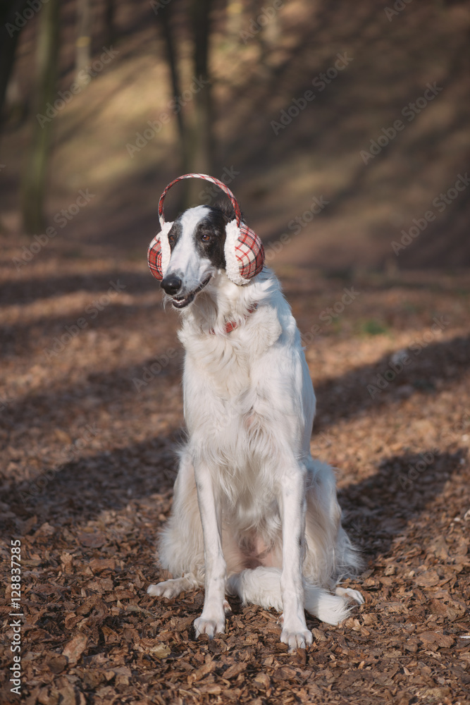 Dog posing outdoor in christmas style ear protector