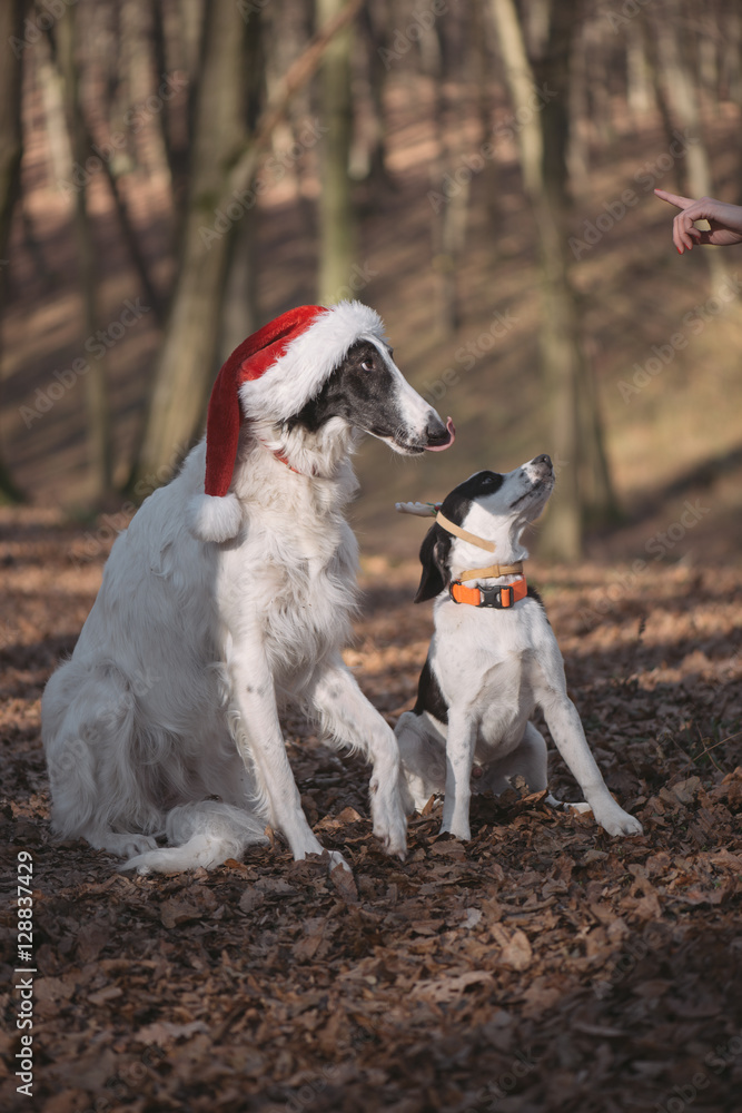 Two dogs in santa costume posing outdoor Two dogs in santa costume posing outdoor