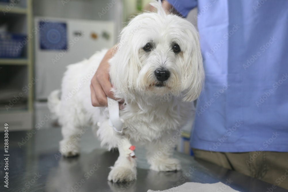 Sad white doggy at the veterinary