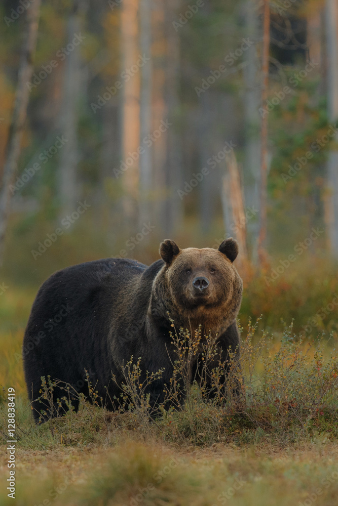 Brown bear in the nature habitat of finland land, finland wildlife, rare encounter, big predator, european wild nature, forest king Brown bear in the nature habitat of finland land, finland wildlife, rare encounter, big predator, european wild nature, forest king